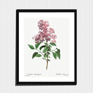 Art Print, Pink Lilac Flowers Botanical Sketch
